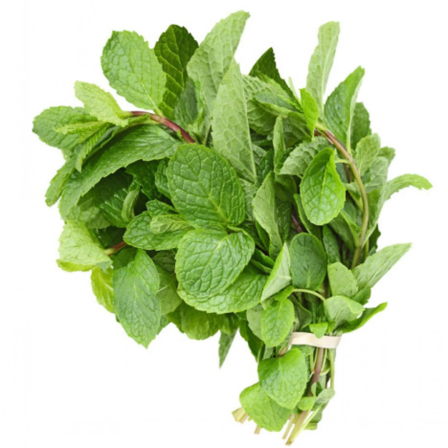 Fresh mint