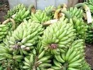 Matooke (Bunch)