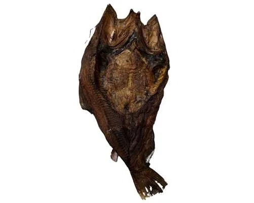 Cat Fish (semutundu)