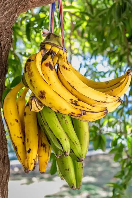 Plantain (Gonja)