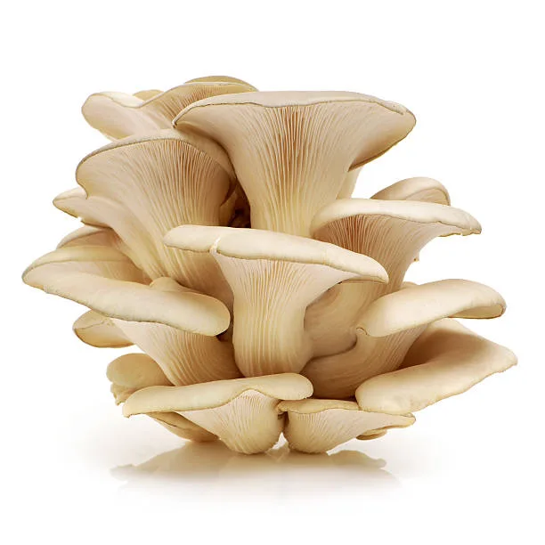 Oyster mushrooms