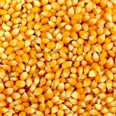 yellow maize (Popcorn)