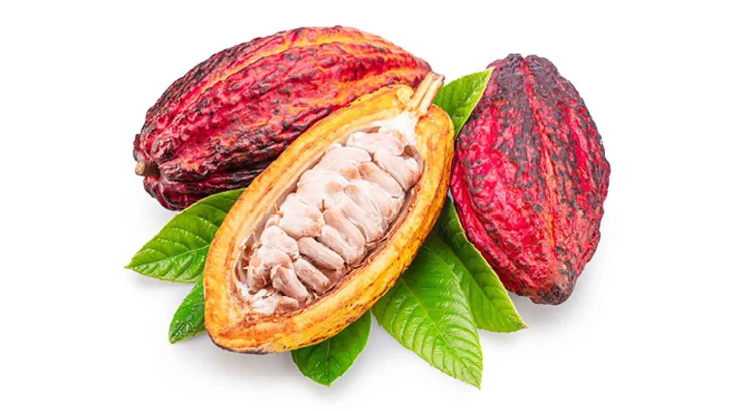 Cocoa Fruit